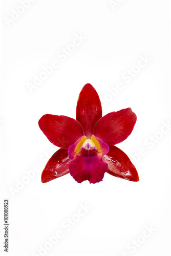 Fototapeta Naklejka Na Ścianę i Meble -  Beautiful Red orchid flower isolated on white background