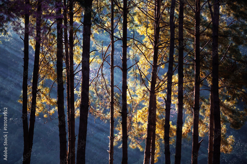 Beautiful morning scene in the forest with sun rays and long shadows Beautiful morning scene in the forest with sun rays and long shadows