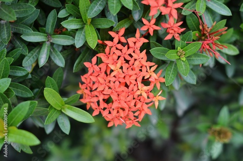 The inflorescence of small red flowers on a green bush