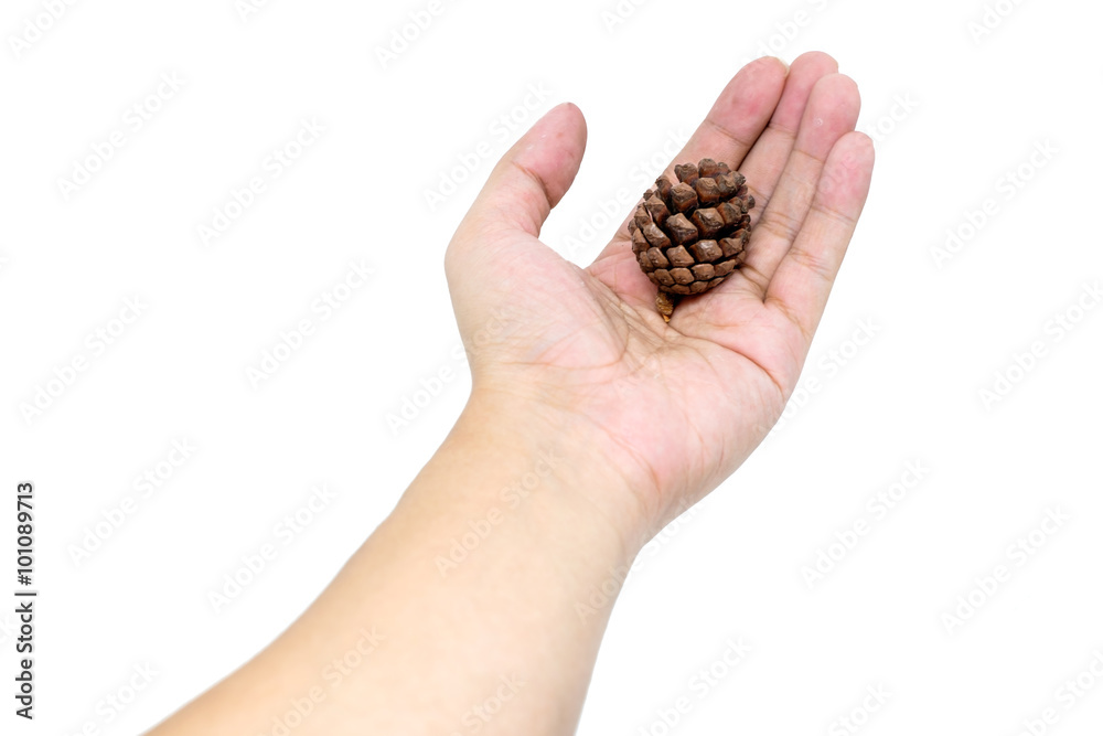 hand holding pine cone isolated on white background hand holding pine cone isolated on white background