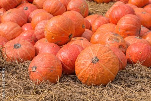 pumpkin on ground with dry straw.