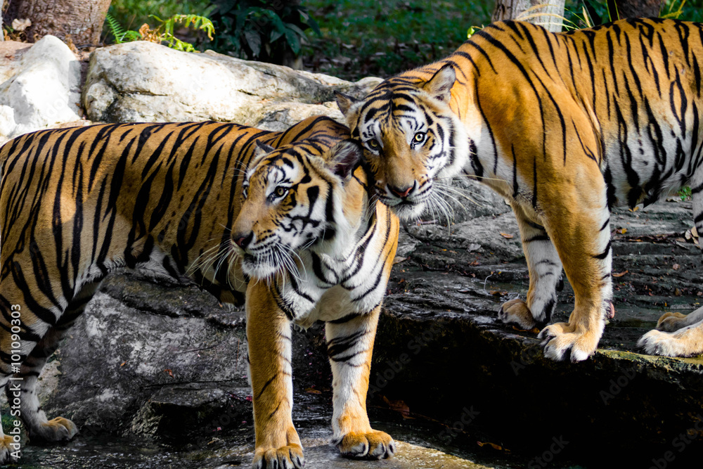 Obraz premium Bengal Tiger