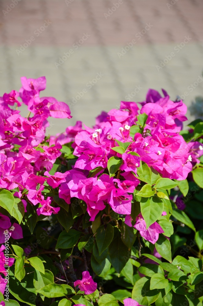 pink Bougainvillea flower in nature garden pink Bougainvillea flower in nature garden