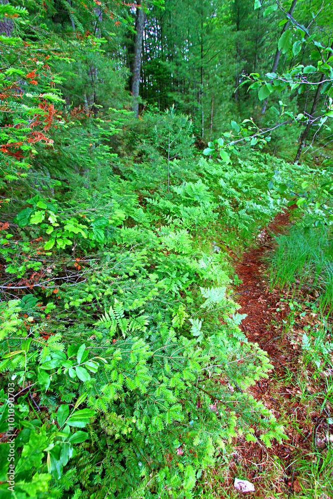 Fototapeta premium Wisconsin Fern Forest Landscape
