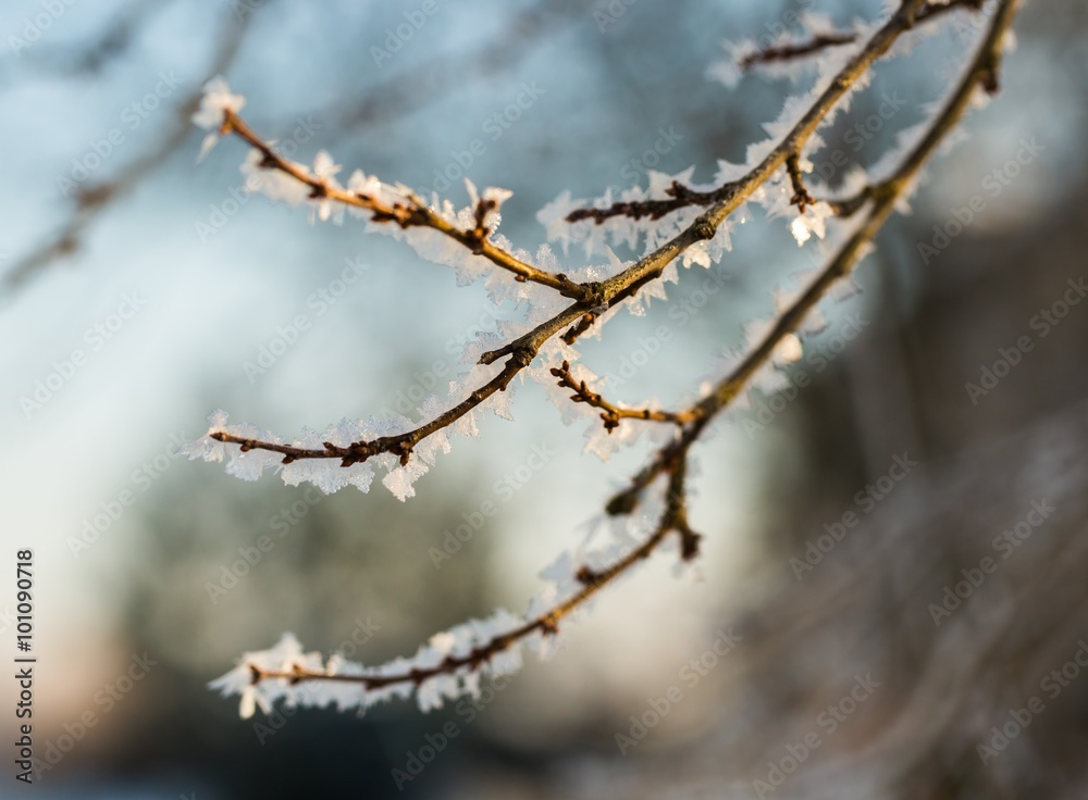 Hoarfrost on tree branch in close up.