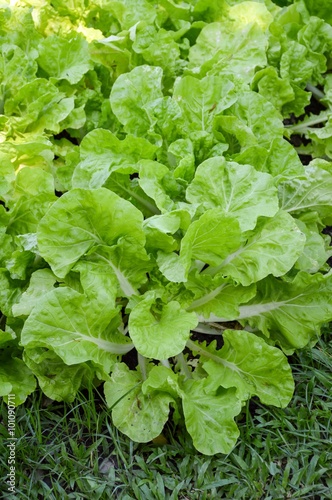 fresh green chinese cabbage plants