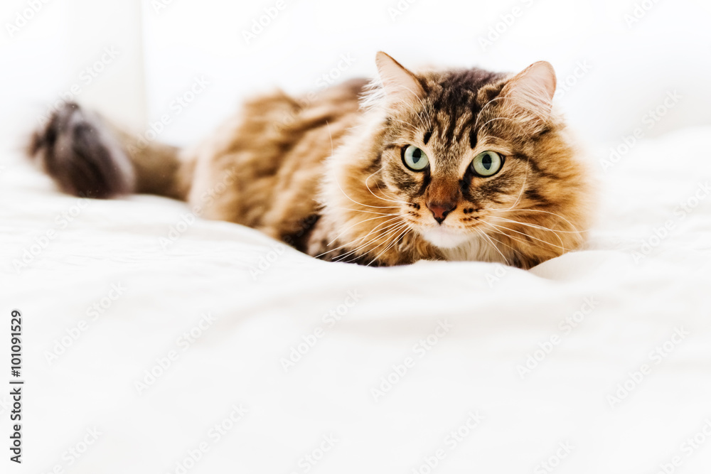 Grey cat lying on bed