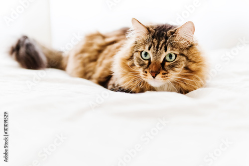 Grey cat lying on bed © Valeri Luzina