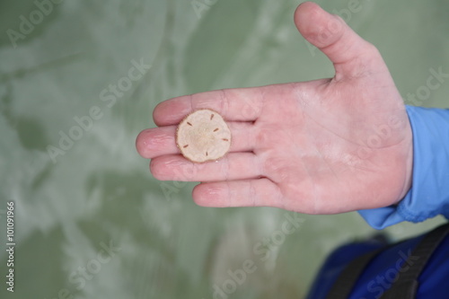 Sand dollar in boy's hand