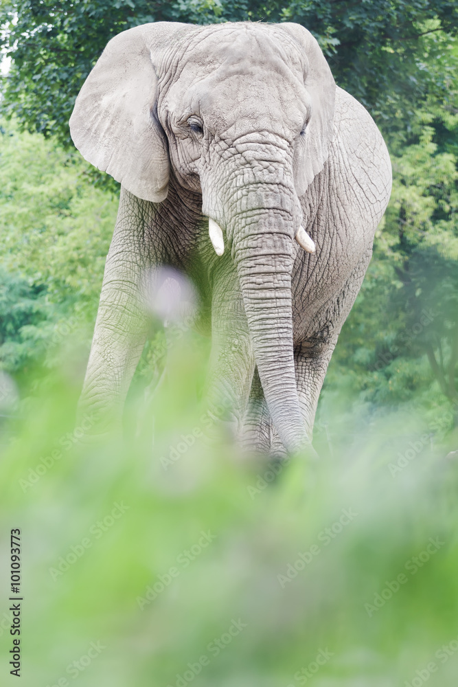 African elephant or Loxodonta africana resting in relax pose during summertime