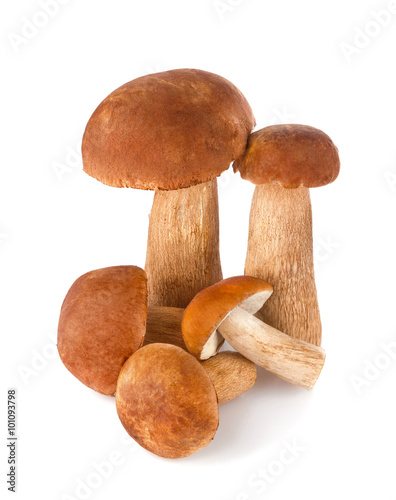 Fresh forest mushrooms. Isolated on white background