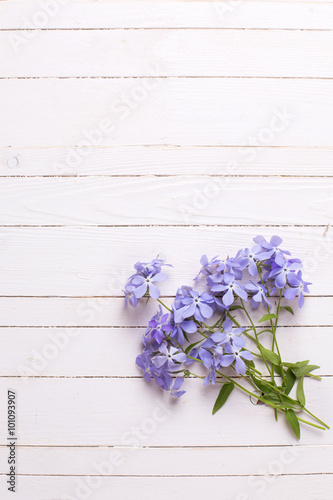 Fresh tender blue flowers on white wooden background.