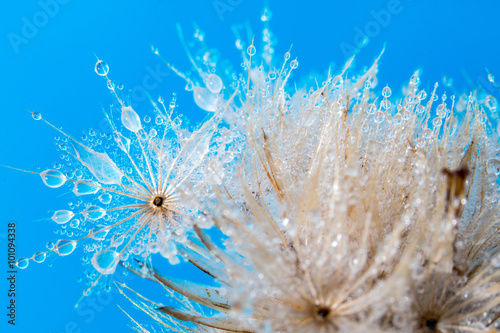 macro water drops on dry flower, Blue background