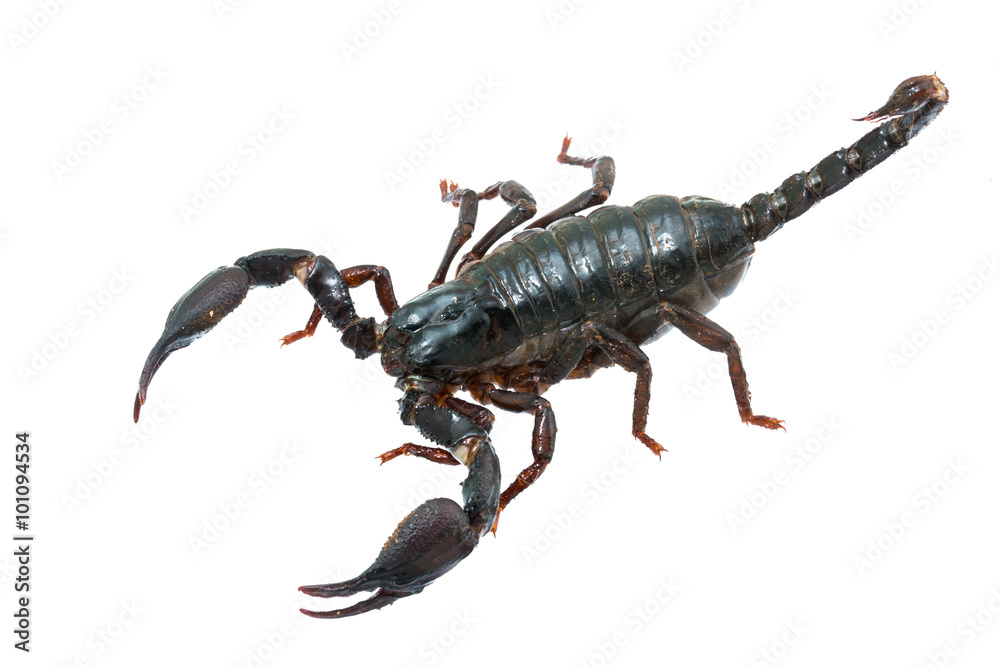 Giant forest female scorpion species found in tropical and subtropical areas in Asia. Giant forest female scorpion species found in tropical and subtropical areas in Asia.