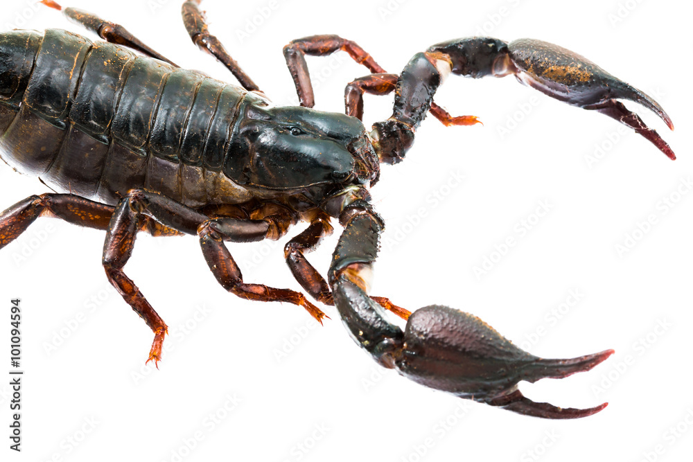 Giant forest female scorpion species found in tropical and subtropical areas in Asia. Giant forest female scorpion species found in tropical and subtropical areas in Asia.