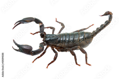Giant forest female scorpion species found in tropical and subtropical areas in Asia.