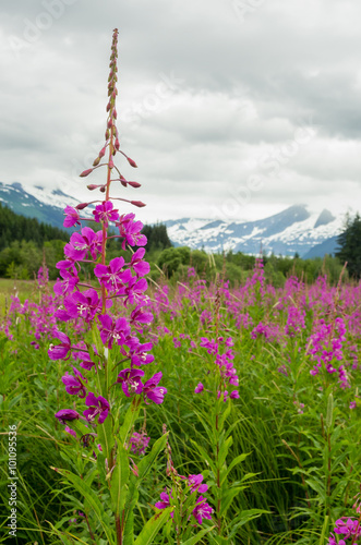 Fireweed - Juneau, Alaska