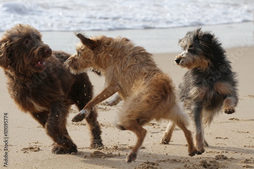 Spielende Hunde am Strand