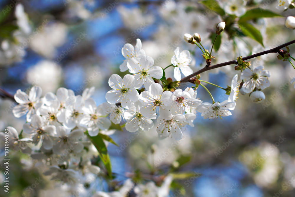 Cherry blossoms on a branch in the sunshine. Tonning photo Cherry blossoms on a branch in the sunshine. Tonning photo