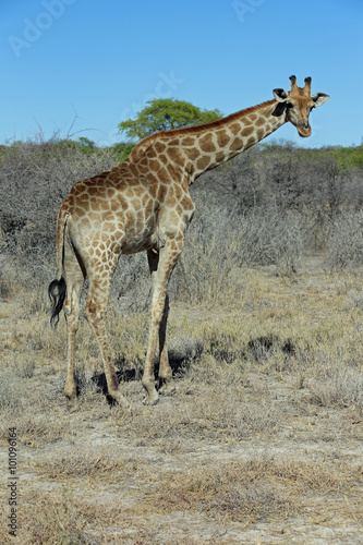 Giraffe im Etosha Nationalpark. Namibia 
