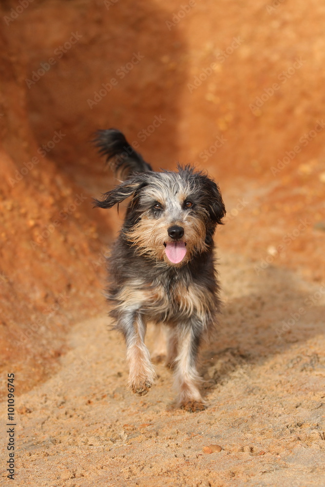 Rote Felsen - Yorkshire Terrier in Bewegung Rote Felsen - Yorkshire Terrier in Bewegung