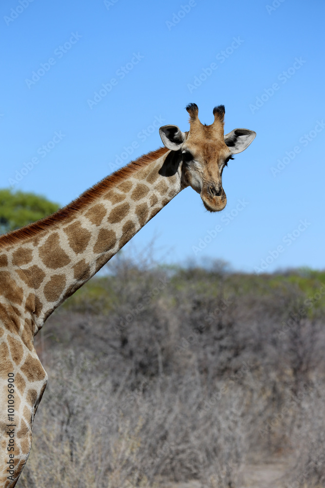 Giraffe im Etosha Nationalpark. Namibia Giraffe im Etosha Nationalpark. Namibia