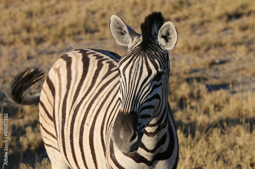 Bergzebra im Etosha Nationalpark. Namibia 