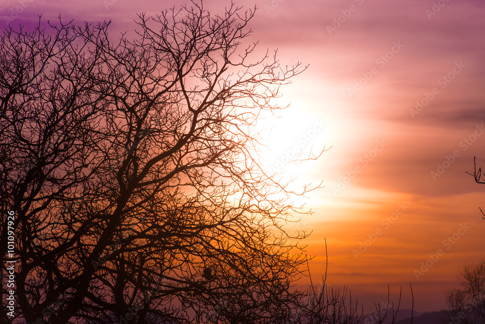 Branches of tree in a colorful sky orange sunset
