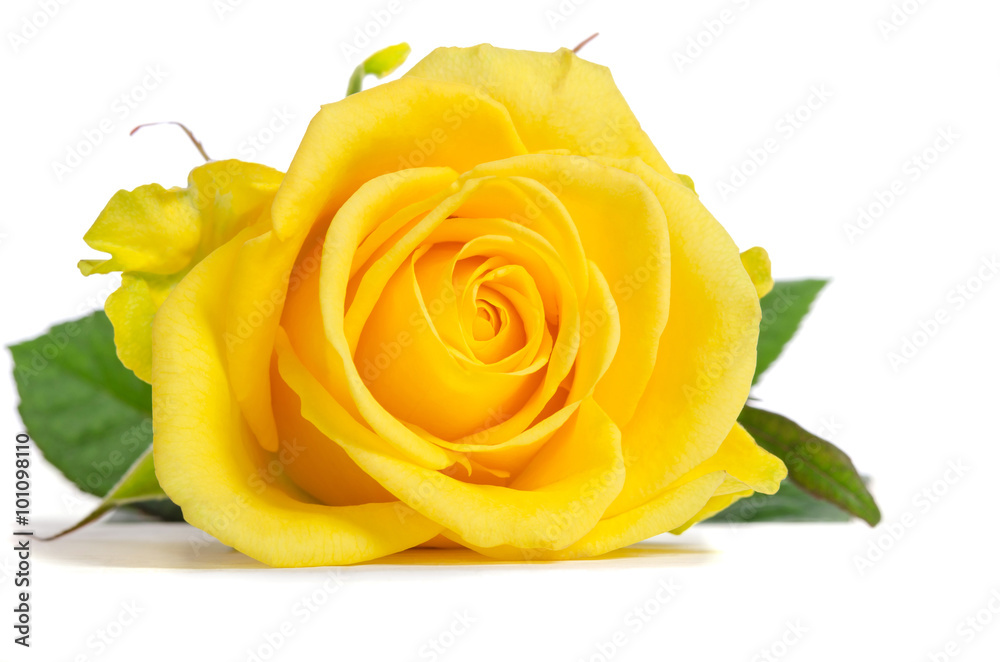 Naklejka premium Żółta róża odizolowywająca na białym tle