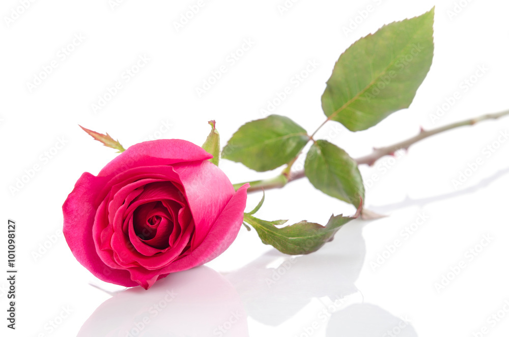 Fototapeta premium Red rose isolated on white background.