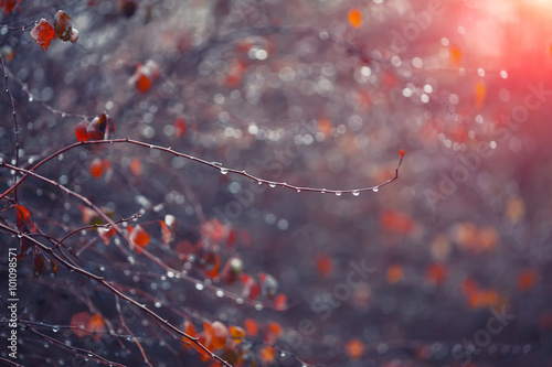 blurred background with branches and raindrops