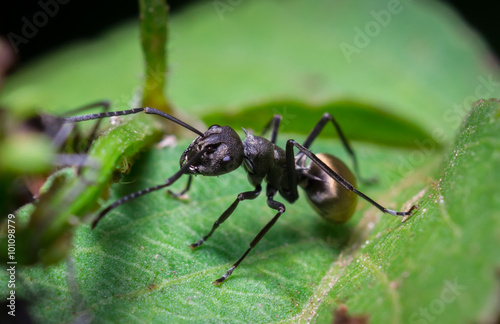 black ant on green leaf © borphloy