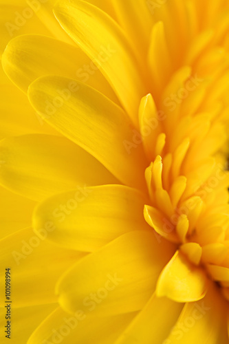 Fototapeta Naklejka Na Ścianę i Meble -  Yellow gerbera daisy flower as a background