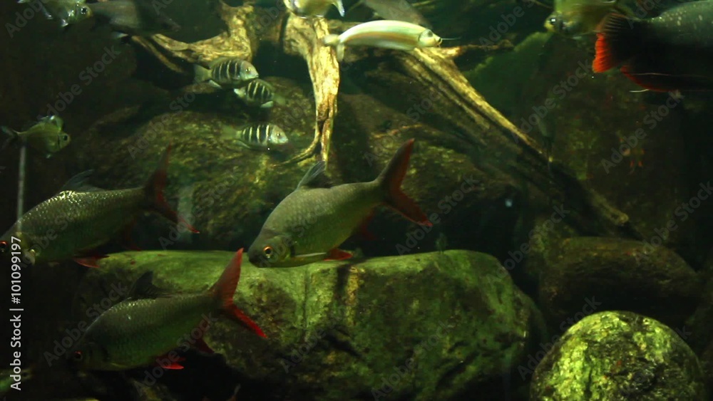 Fishes in an aquarium