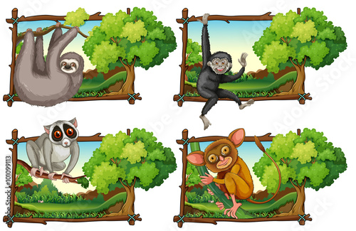 Wild animals haning on the branch
