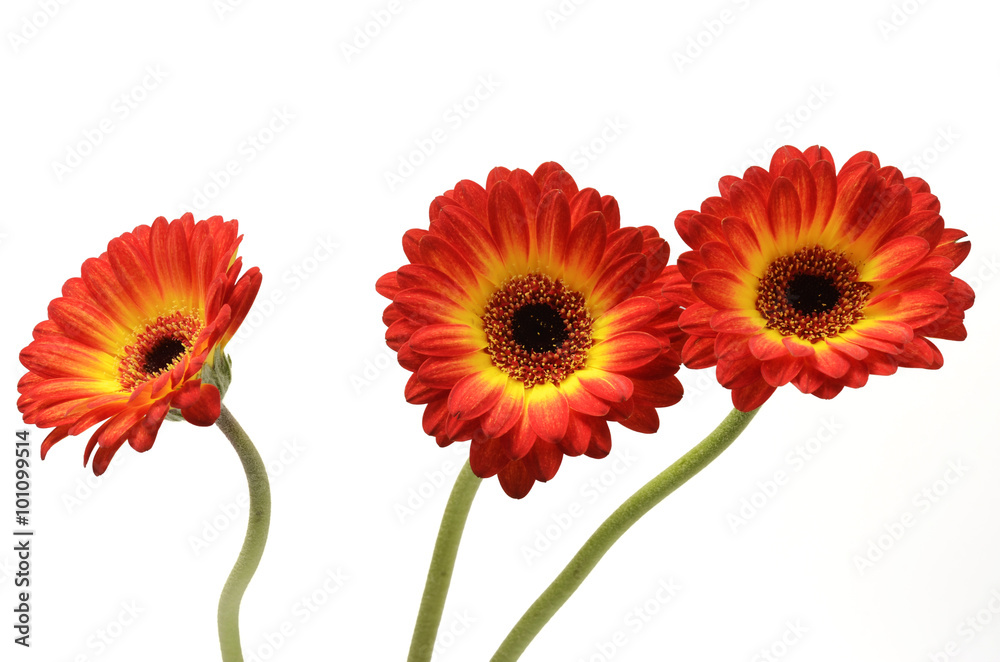 Red and orange daisy flower Red and orange daisy flower