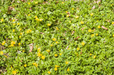 Lesser celandine, Ficaria verna, floral nature background