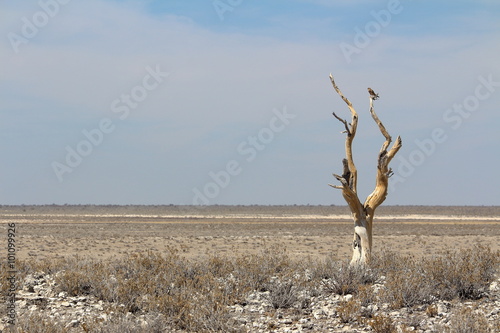 Lonely tree and vulture in Etosha, Namibia.