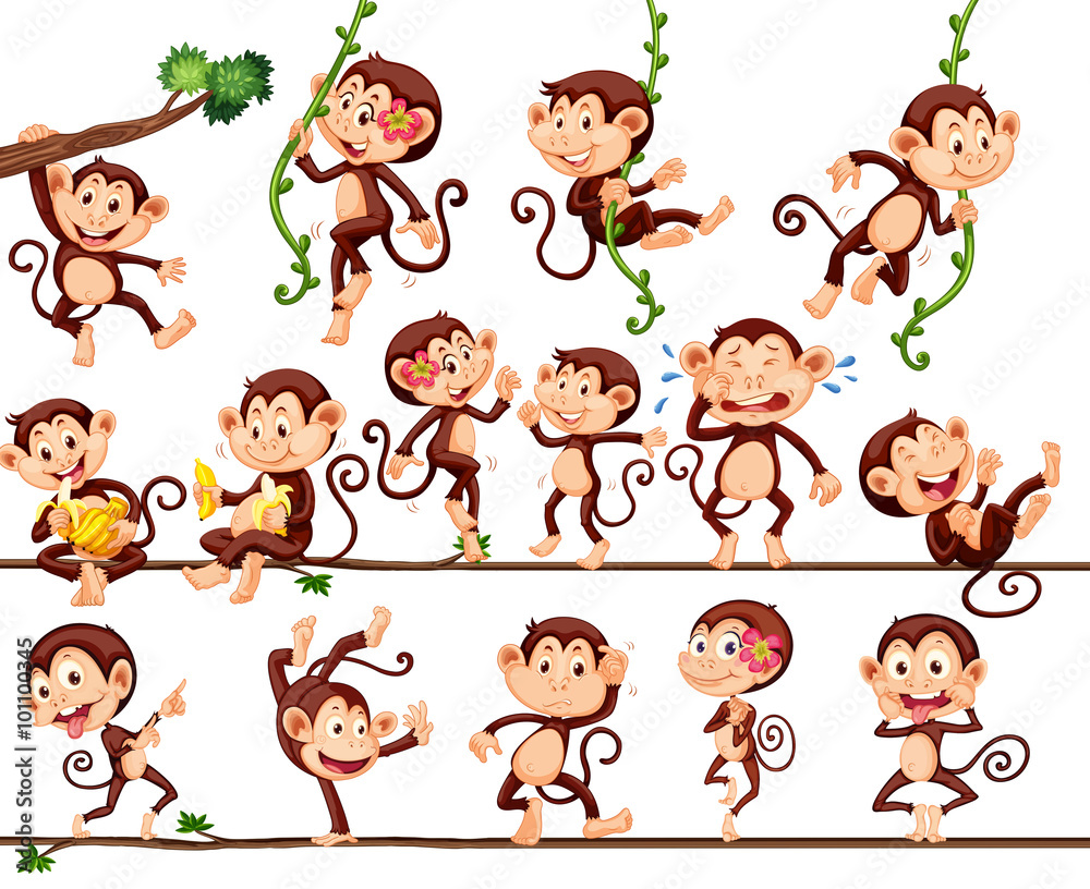 Fototapeta Monkeys doing different actions