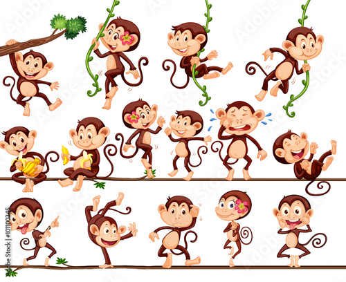 Monkeys doing different actions