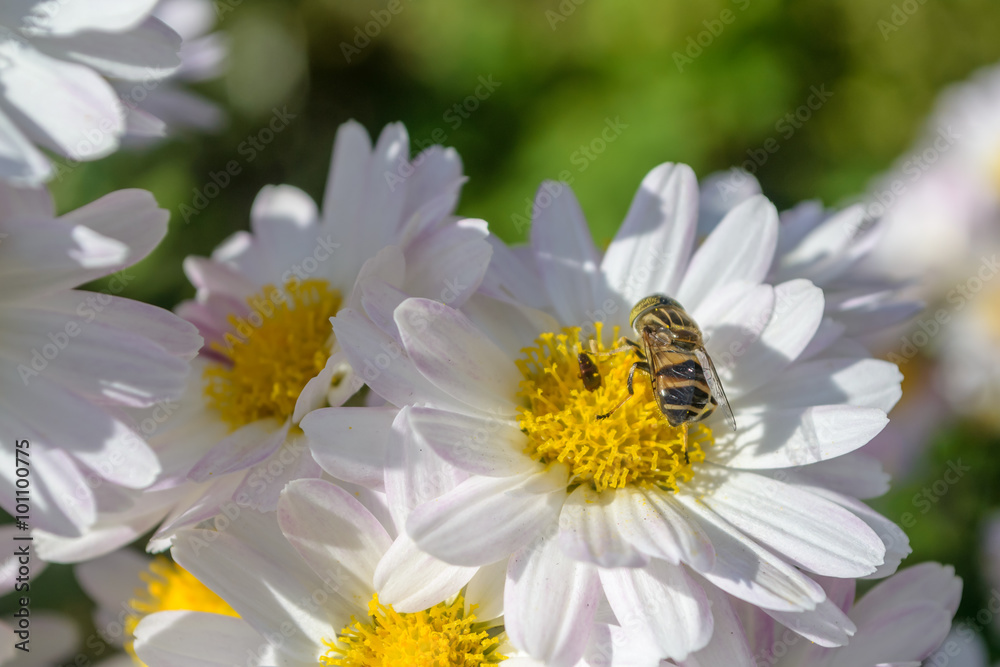 Fototapeta premium Bee and Japanese Chrysanthemum Flower