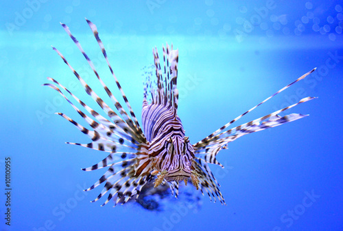 Photography Beautiful zebra fish or striped lionfish in the aquarium