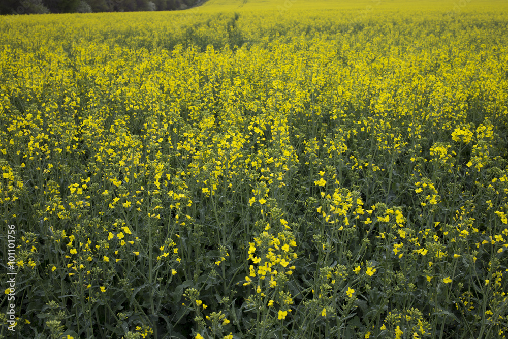Obraz premium Rapeseed field.