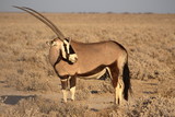 Oryx in Etosha National Park, Namibia