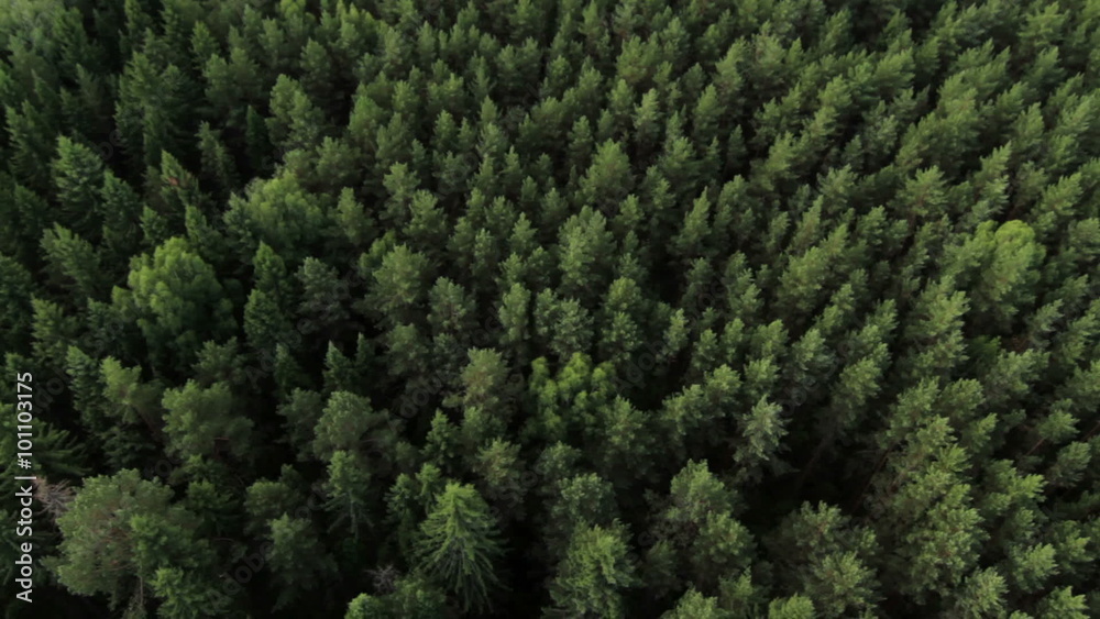 Balloon Flight over the forest