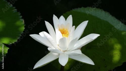 white lotus flower blossoming