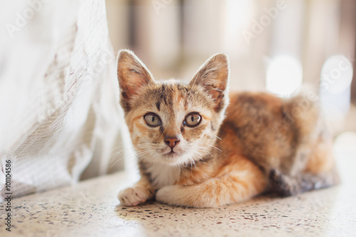 Cute little red kitten.