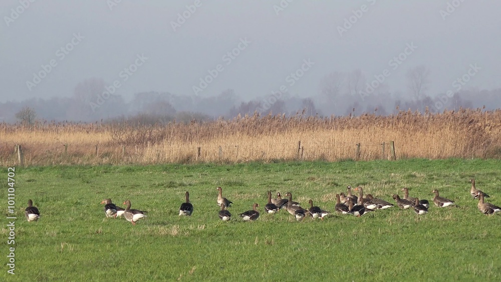 wild geese standing on the field and looking for food wild geese standing on the field and looking for food