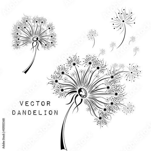 Fototapeta Naklejka Na Ścianę i Meble -  Hand draw dandelions. African / indian / floral / tattoo design. It may be used for design of a t-shirt, bag, postcard and poster.