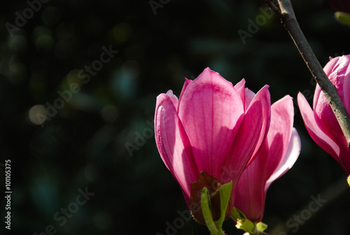 The beautitiful mangnolia flower in garden photo